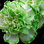 Make Your Own St. Patrick’s Day Flowers