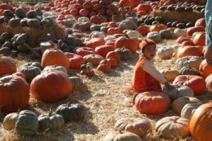 pumpkin-patch