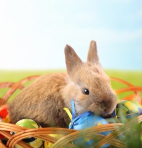 Easter Bunny in a Basket