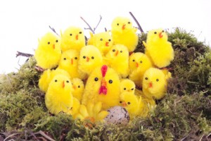 Easter chicks in nest