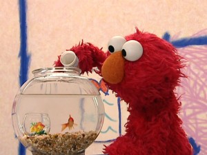 Elmo feeding his pet goldfish Dorothy